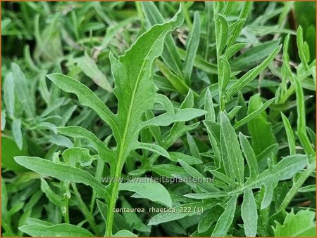 Centaurea rhaetica