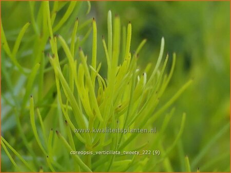 Coreopsis verticillata 'Tweety'