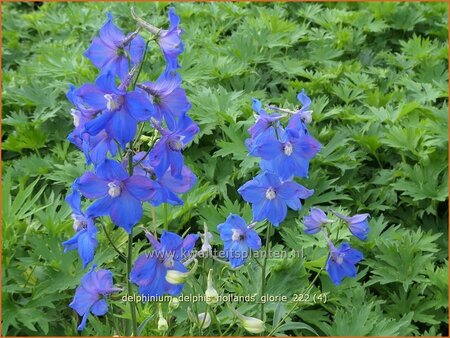 Delphinium &#39;Delphi&#39;s Hollands Glorie&#39; (pot 11 cm)