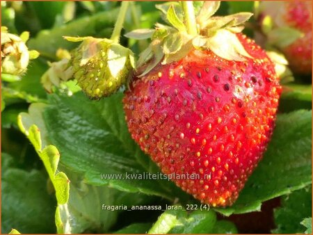 Fragaria ananassa &#39;Loran&#39;