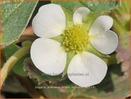 Fragaria ananassa &#39;Mieze Schindler&#39;