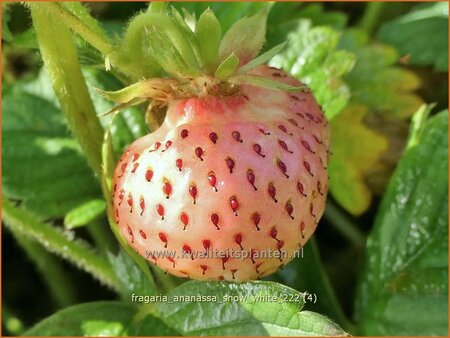 Fragaria ananassa &#39;Snow White&#39;
