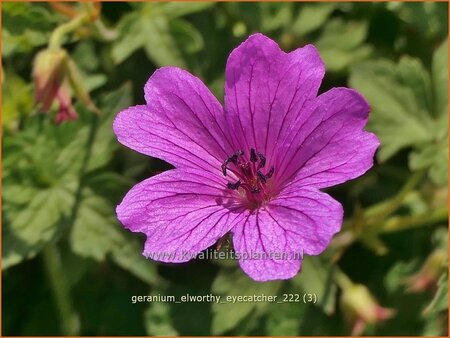 Geranium &#39;Elworthy Eyecatcher&#39;