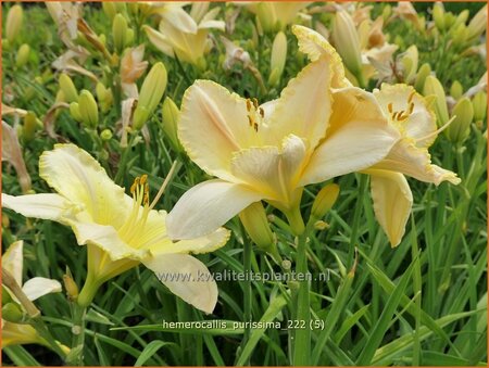Hemerocallis 'Purissima'