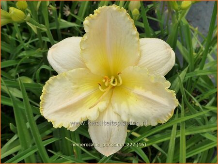 Hemerocallis &#39;Purissima&#39;