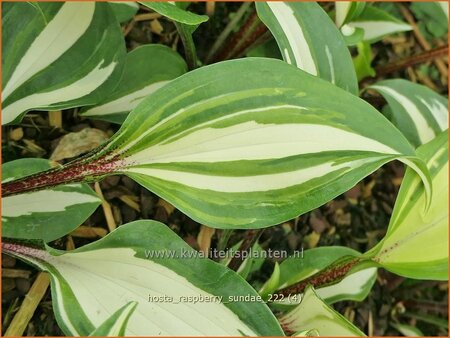 Hosta 'Raspberry Sundae'