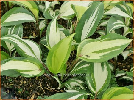 Hosta 'Raspberry Sundae'