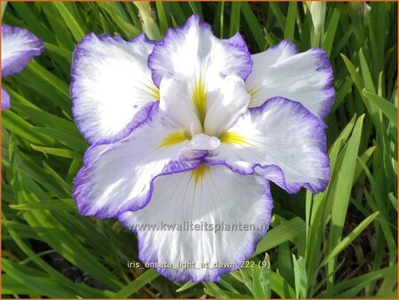 Iris ensata &#39;Light at Dawn&#39;