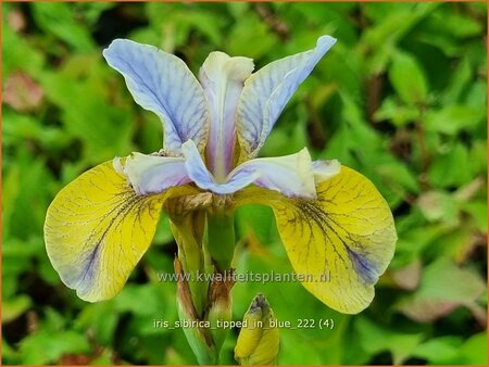 Iris sibirica &#39;Tipped in Blue&#39;