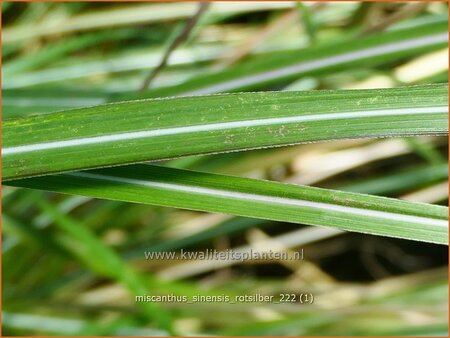 Miscanthus sinensis &#39;Rotsilber&#39; (pot 11 cm)