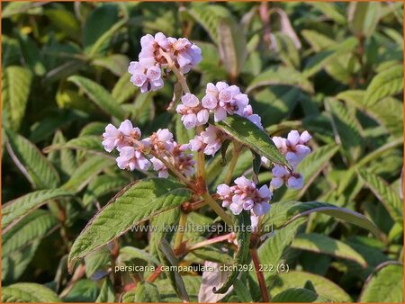 Persicaria campanulata &#39;CBCH292&#39;