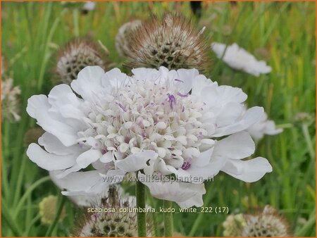Scabiosa columbaria &#39;Kudo White&#39;