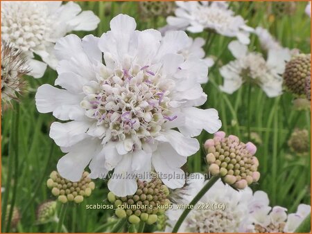 Scabiosa columbaria &#39;Kudo White&#39;