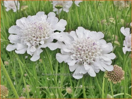 Scabiosa columbaria &#39;Kudo White&#39;