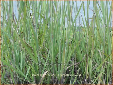 Sorghastrum nutans 'JS Winnetou'