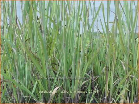 Sorghastrum nutans &#39;JS Winnetou&#39;