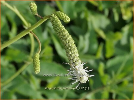 Sanguisorba 'Sotomayor'