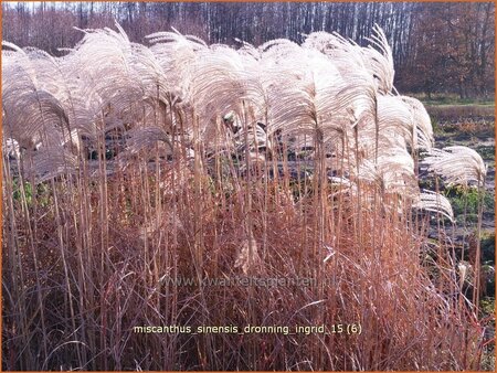 Miscanthus sinensis &#39;Dronning Ingrid&#39; (pot 11 cm)