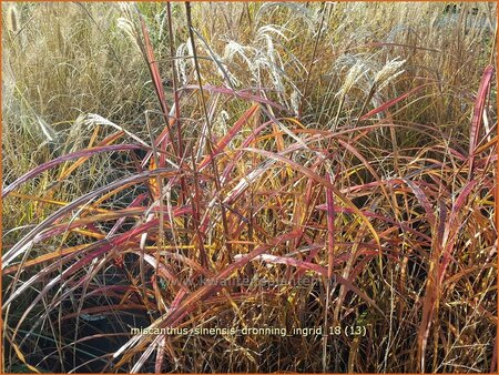 Miscanthus sinensis &#39;Dronning Ingrid&#39; (pot 11 cm)