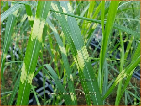 Miscanthus sinensis &#39;Giraffe&#39; (pot 11 cm)