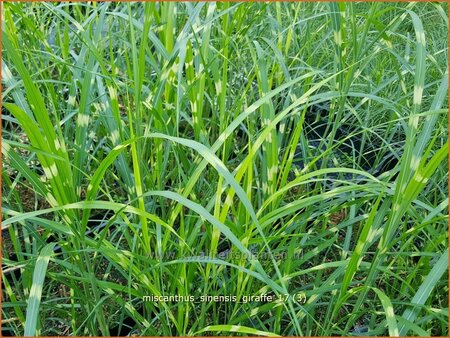 Miscanthus sinensis &#39;Giraffe&#39; (pot 11 cm)