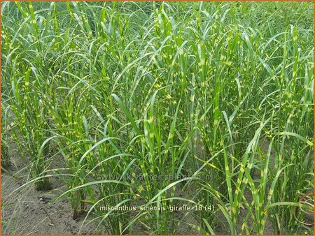 Miscanthus sinensis &#39;Giraffe&#39; (pot 11 cm)