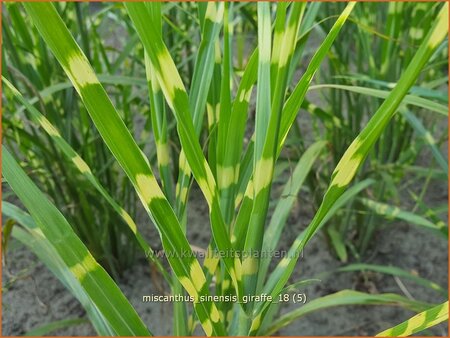 Miscanthus sinensis &#39;Giraffe&#39; (pot 11 cm)