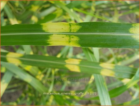 Miscanthus sinensis &#39;Giraffe&#39; (pot 11 cm)