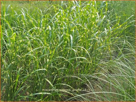 Miscanthus sinensis &#39;Giraffe&#39; (pot 11 cm)