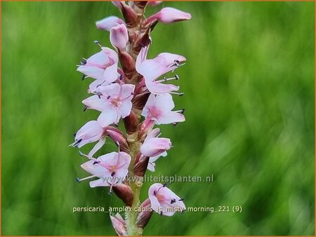 Persicaria amplexicaulis 'JS Misty Morning'