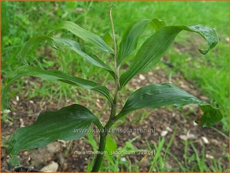 Maianthemum japonicum