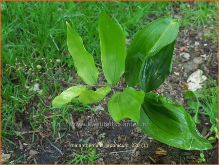 Maianthemum japonicum