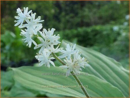 Maianthemum japonicum