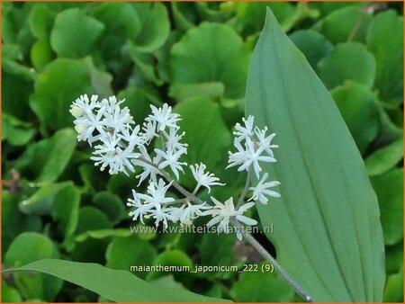 Maianthemum japonicum