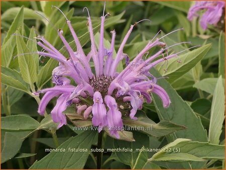 Monarda fistulosa subsp. menthifolia &#39;Mohikaner&#39;