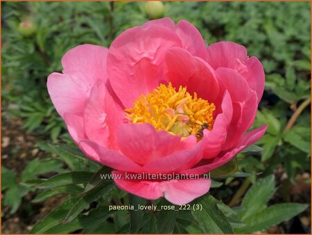Paeonia 'Lovely Rose' (pot 11 cm)