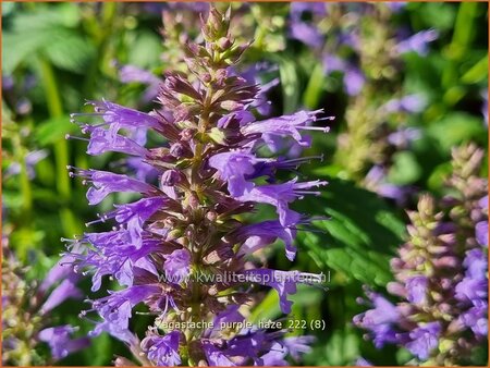 Agastache 'Purple Haze'