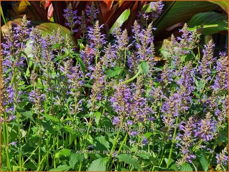 Agastache 'Purple Haze'