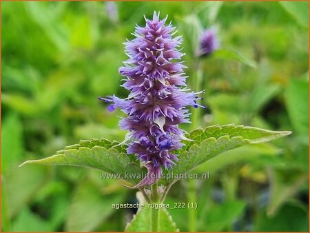 Agastache rugosa