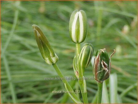 Albuca humilis