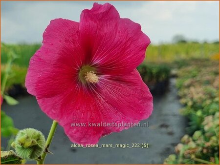 Alcea rosea 'Mars Magic'