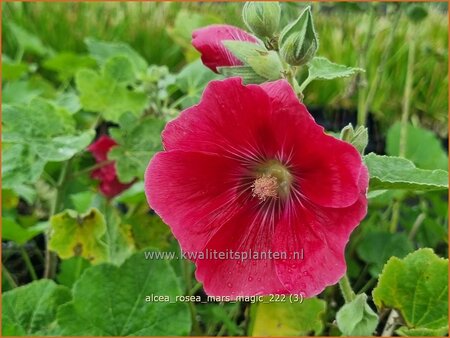 Alcea rosea 'Mars Magic'