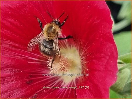 Alcea rosea 'Mars Magic'
