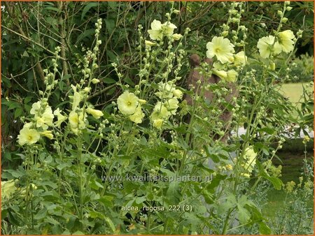 Alcea rugosa