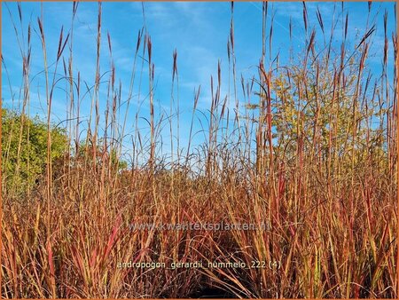 Andropogon gerardii 'Hummelo'