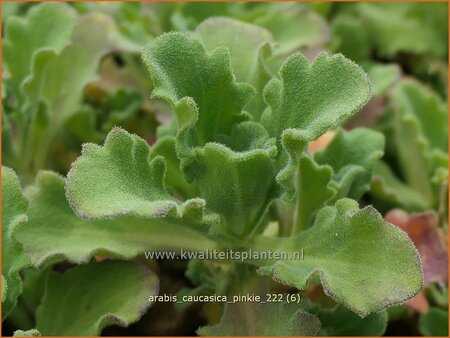 Arabis caucasica &#39;Pinkie&#39;