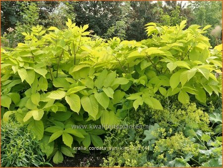 Aralia cordata 'Sun King'