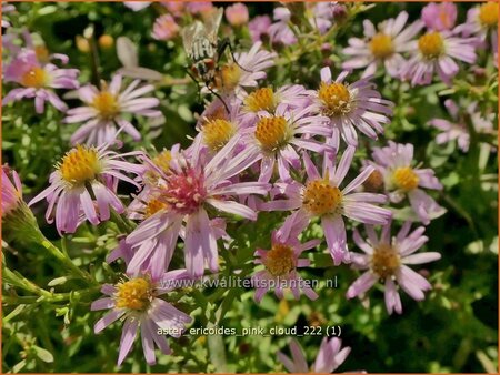 Aster ericoides 'Pink Cloud'