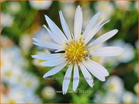 Aster 'Monte Cassino'
