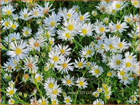 Aster 'Monte Cassino'